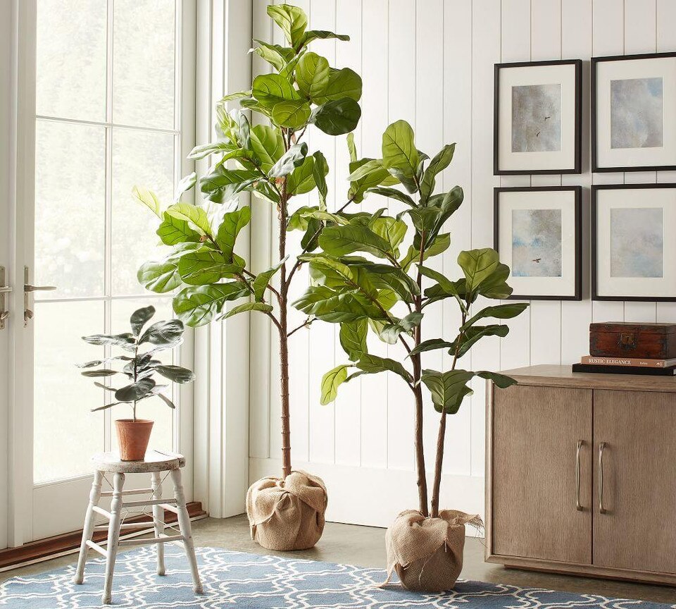 Faux Potted Fiddle Leaf Tree Pottery Barn Australia